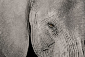 słoń w kolorze szarym